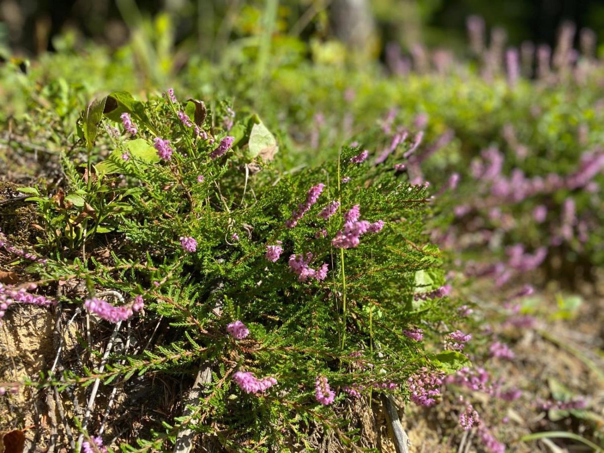 Pine Lodge Hlevci Luaran gambar