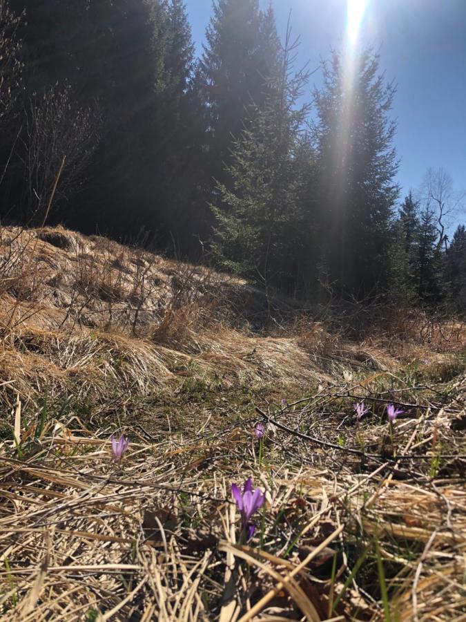 Pine Lodge Hlevci Luaran gambar